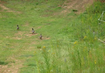 Propriété de chasse Propriété de Chasse à vendre