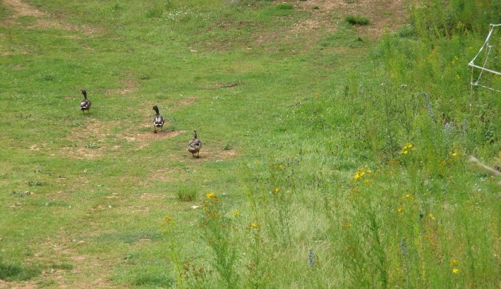 Propriété de chasse Propriété de Chasse à vendre