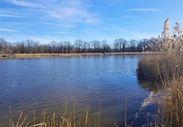 Propriété de chasse Magnifique étang à vendre en Sologne des Etangs