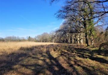 Propriété de chasse Magnifique étang à vendre en Sologne des Etangs