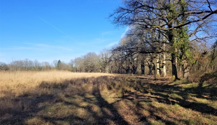 Propriété de chasse Magnifique étang à vendre en Sologne des Etangs