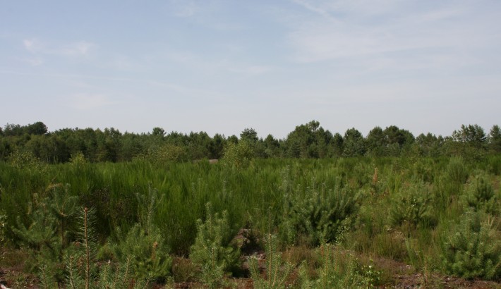 Propriété de chasse Propriété de Chasse à vendre