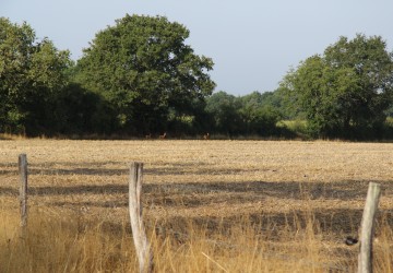 Propriété de chasse Propriété de Chasse en Sologne