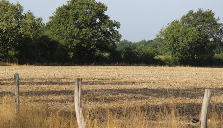 Propriété de chasse Propriété de Chasse en Sologne