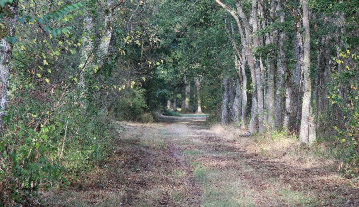 Propriété de chasse Propriété de Chasse en Sologne