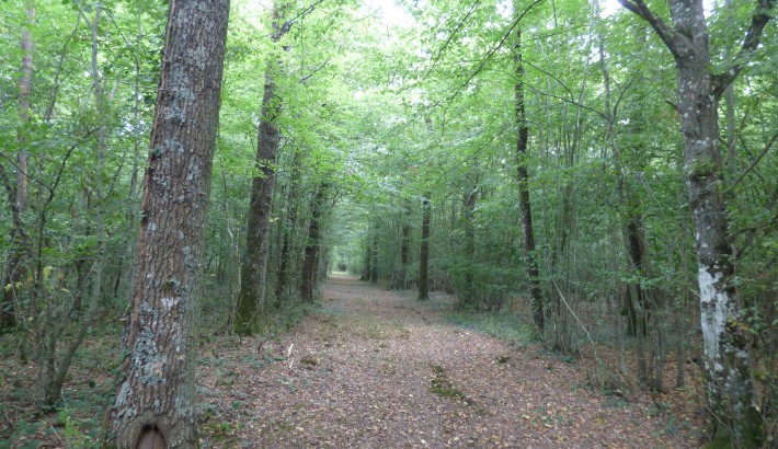 Propriété de chasse Propriété de Chasse à vendre