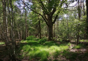 Propriété de chasse Magnifique propriété de chasse à vendre