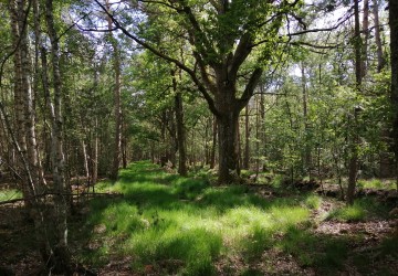 Propriété de chasse Magnifique propriété de chasse à vendre