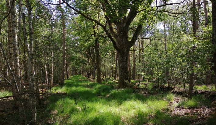 Propriété de chasse Magnifique propriété de chasse à vendre