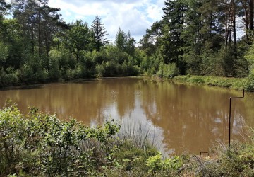 Propriété de chasse Très beau territoire de chasse à vendre en Sologne