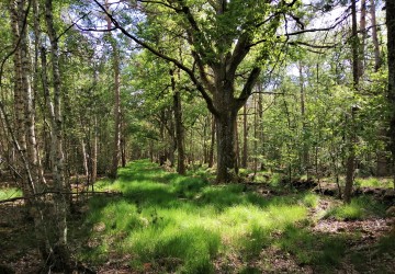 Propriété de chasse Très beau territoire de chasse à vendre en Sologne