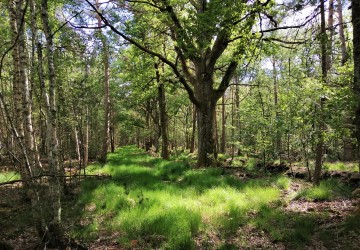 Propriété de chasse Très beau territoire de chasse à vendre en Sologne