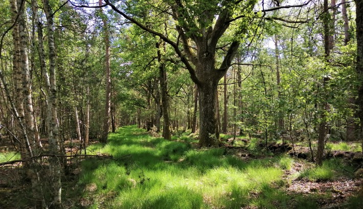 Propriété de chasse Très beau territoire de chasse à vendre en Sologne