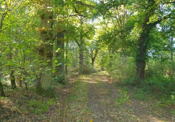 Propriété de chasse Territoire de chasse à vendre en Sologne