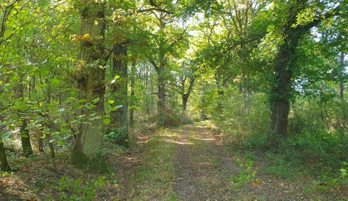 Propriété de chasse Territoire de chasse à vendre en Sologne