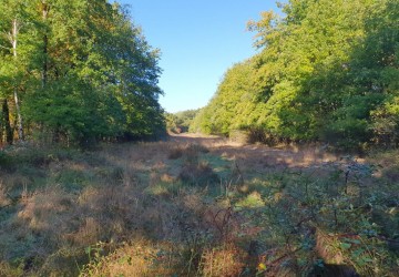 Propriété de chasse Territoire de chasse à vendre en Sologne