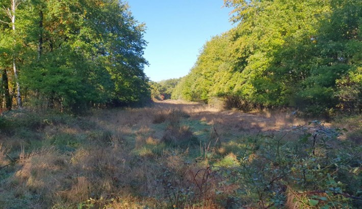 Propriété de chasse Territoire de chasse à vendre en Sologne