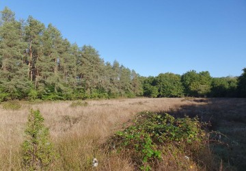 Territoire de chasse à vendre en Sologne