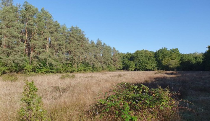 Propriété de chasse Territoire de chasse à vendre en Sologne