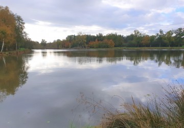 3 étangs à vendre en Sologne