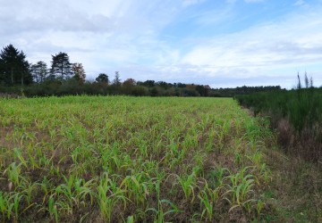 Propriété de chasse Propriété de chasse à vendre en Sologne