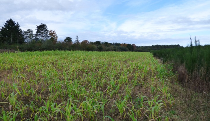 Propriété de chasse Propriété de chasse à vendre en Sologne