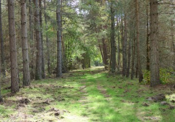 Propriété de chasse Propriété de chasser à vendre en Sologne