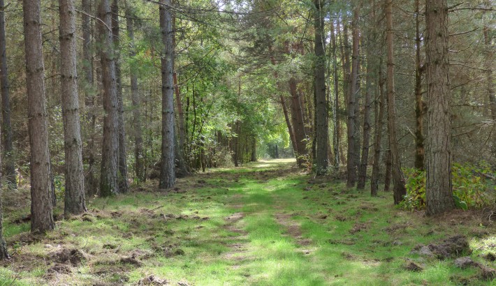 Propriété de chasse Propriété de chasser à vendre en Sologne