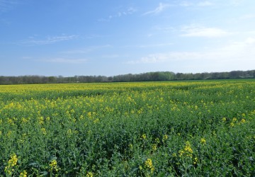 Propriété de chasse à vendre