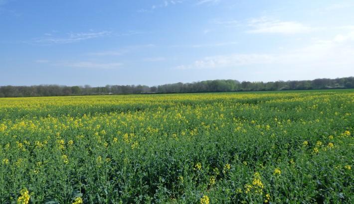 Propriété de chasse Propriété de chasse à vendre