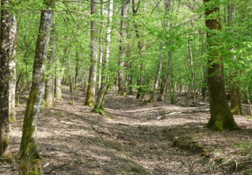 Propriété de chasse Propriété de chasse à vendre