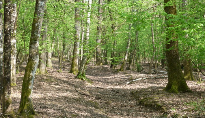 Propriété de chasse Propriété de chasse à vendre