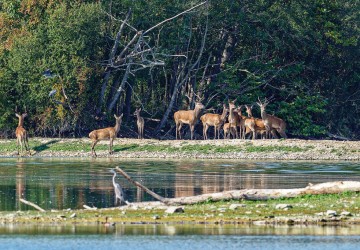 Propriété de chasse Très belle propriété de chasse sur 220 hectares