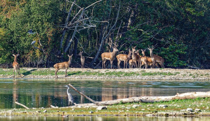 Propriété de chasse Très belle propriété de chasse sur 220 hectares