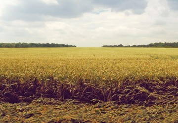 Propriété de chasse Propriété de chasse et agricole sur 237 hectares